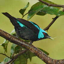 Dacnis à cuisses rouges