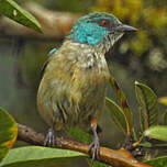 Dacnis à cuisses rouges