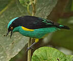 Yellow-tufted Dacnis