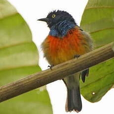 Dacnis à poitrine rouge