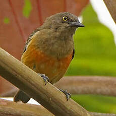 Dacnis à poitrine rouge