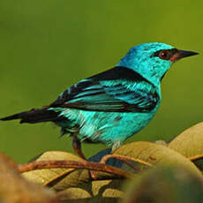 Dacnis bleu