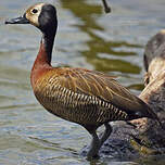 Dendrocygne veuf