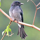 Drongo à ventre blanc