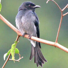 Drongo à ventre blanc