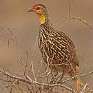Francolin à cou jaune