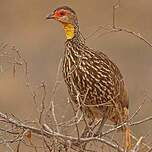 Francolin à cou jaune