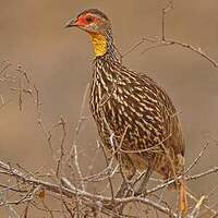 Francolin à cou jaune