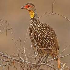 Francolin à cou jaune