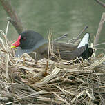 Gallinule poule-d'eau