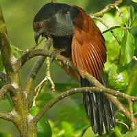 Grand Coucal