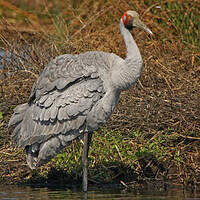 Grue brolga