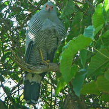 Gymnogène de Madagascar