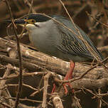 Héron des mangroves