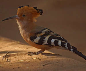 Huppe de Madagascar