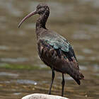 © Marie-Andrée et Thierry Bécret