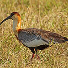 Ibis mandore