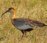 Ibis mandore