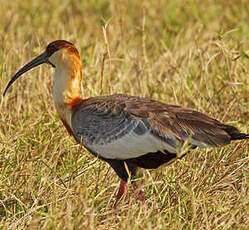 Ibis mandore