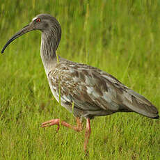 Ibis plombé