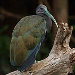 Ibis vert