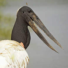 Jabiru d'Amérique