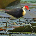 Jacana à crête