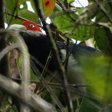 Malcoha à face rouge