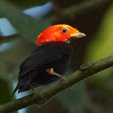 Manakin à tête rouge