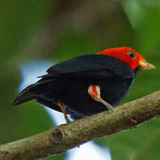 Manakin à tête rouge