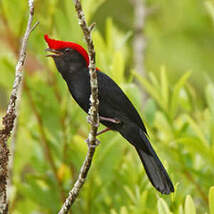 Manakin casqué