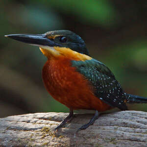 Martin-pêcheur bicolore