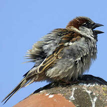 Moineau domestique