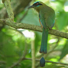 Motmot à tête bleue