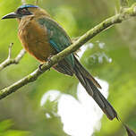 Motmot houtouc