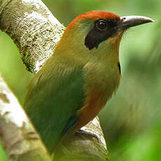 Motmot oranroux