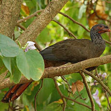 Ortalide du Chaco