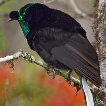 Paradisier à rubans