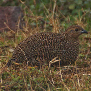 Perdrix de Madagascar