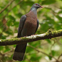 Pigeon de Bolle