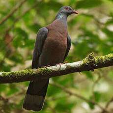 Pigeon de Bolle