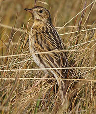 Pipit du paramo