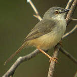 Prinia modeste