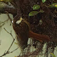Pseudocolapte de Boissonneau