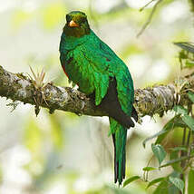 Quetzal doré