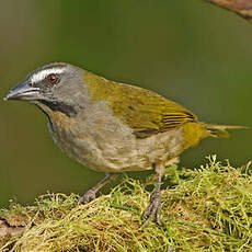 Saltator des grands-bois