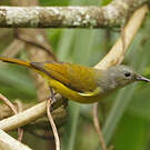 Souimanga de Gould