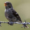 Drab Seedeater