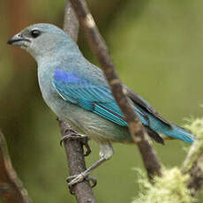 Tangara à épaulettes bleues