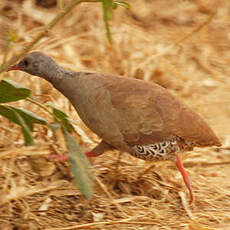 Tinamou à petit bec